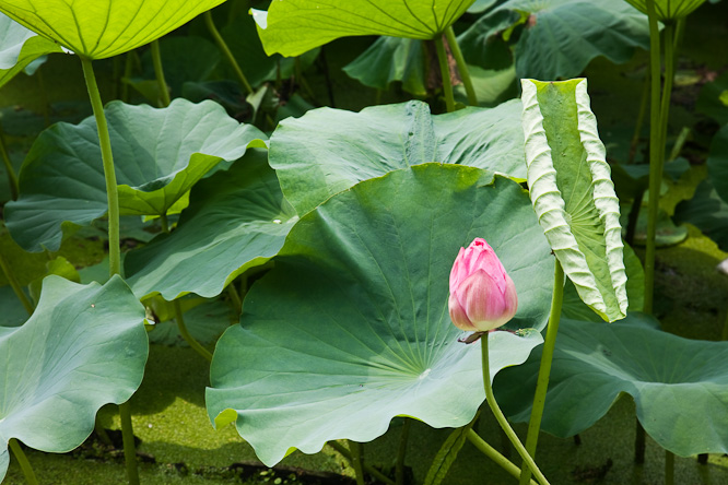 Fotografie aus der Serie &raquo;Japan&laquo;