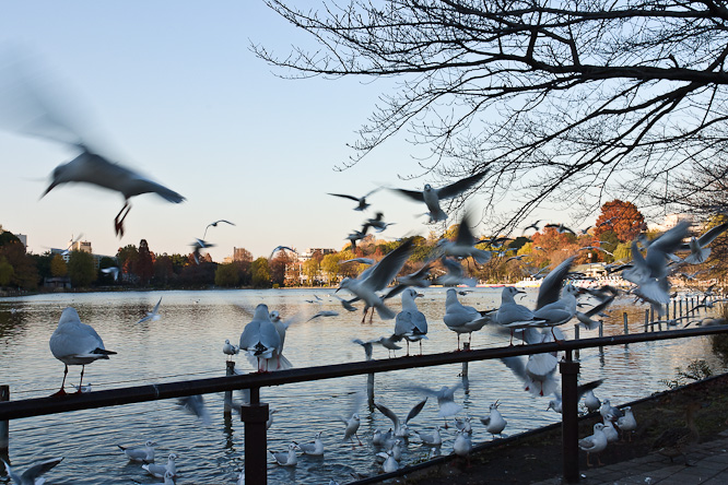 Fotografie aus der Serie &raquo;Japan&laquo;