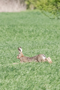 photograph of a running rabbit