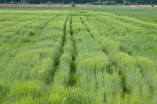 Fotografie aus der Serie &raquo;Local Nature Reserves&laquo;
