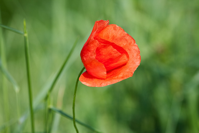 Fotografie aus der Serie &raquo;Local Nature Reserves&laquo;