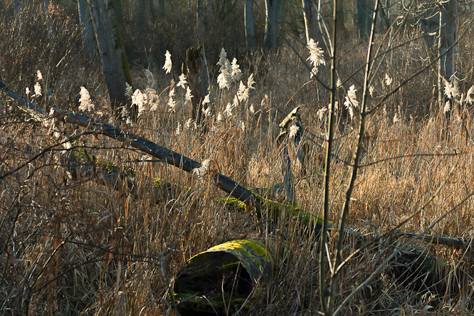 Fotografie aus der Serie &raquo;Local Nature Reserves&laquo;