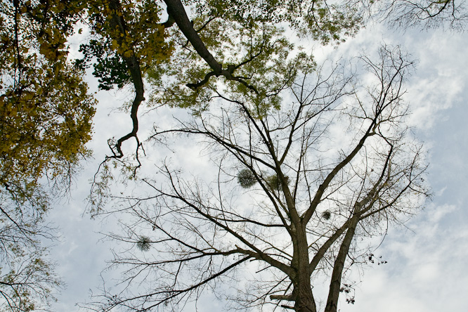 Fotografie aus der Serie &raquo;Local Nature Reserves&laquo;