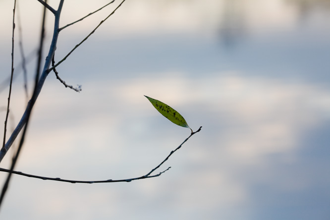Fotografie aus der Serie &raquo;Local Nature Reserves&laquo;