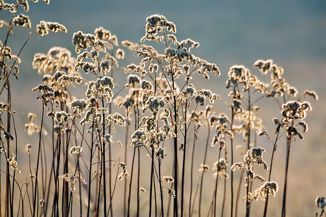 Fotografie aus der Serie &raquo;Local Nature Reserves&laquo;