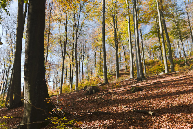 Fotografie aus der Serie &raquo;Local Nature Reserves&laquo;