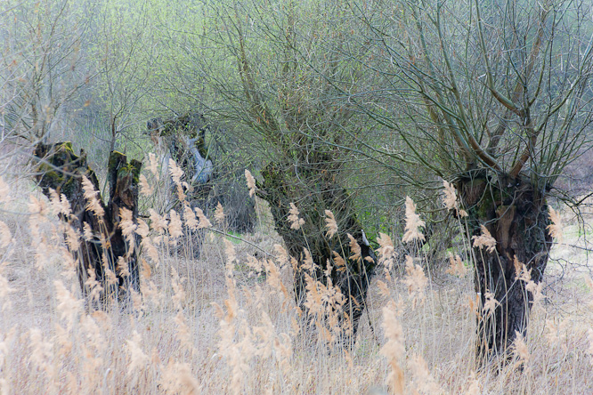 Fotografie aus der Serie &raquo;Local Nature Reserves&laquo;