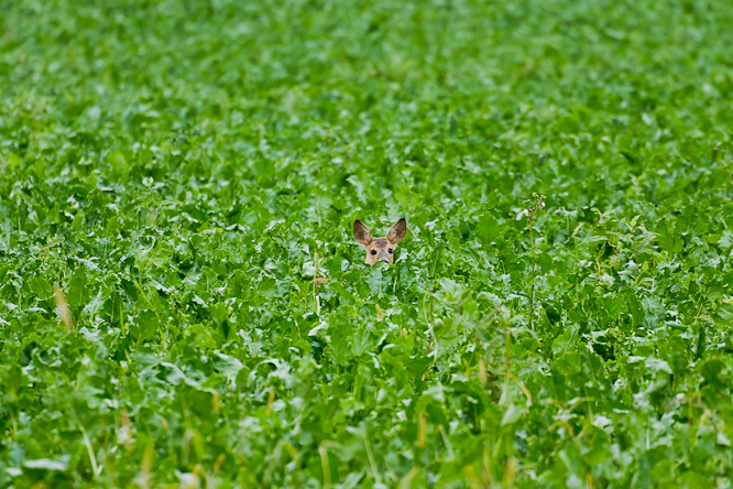 Fotografie aus der Serie &raquo;Local Nature Reserves&laquo;