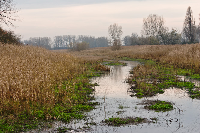 Fotografie aus der Serie &raquo;Local Nature Reserves&laquo;