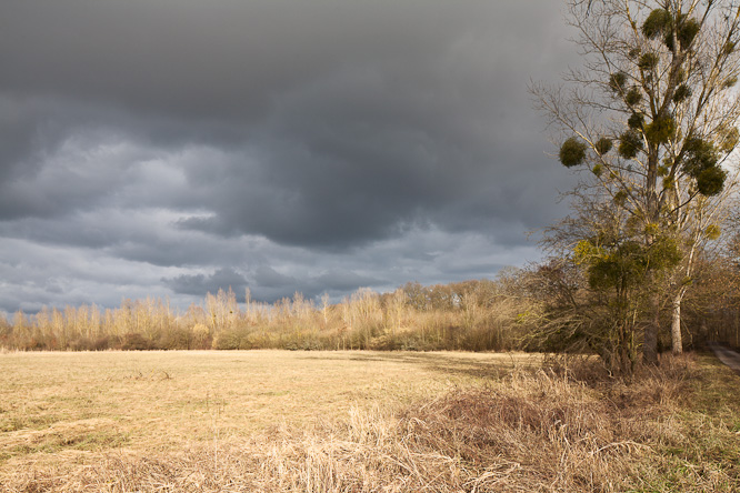 Fotografie aus der Serie &raquo;Local Nature Reserves&laquo;