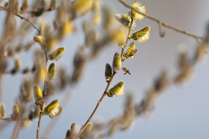Fotografie aus der Serie &raquo;Local Nature Reserves&laquo;