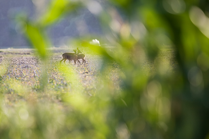 Fotografie aus der Serie &raquo;Local Nature Reserves&laquo;