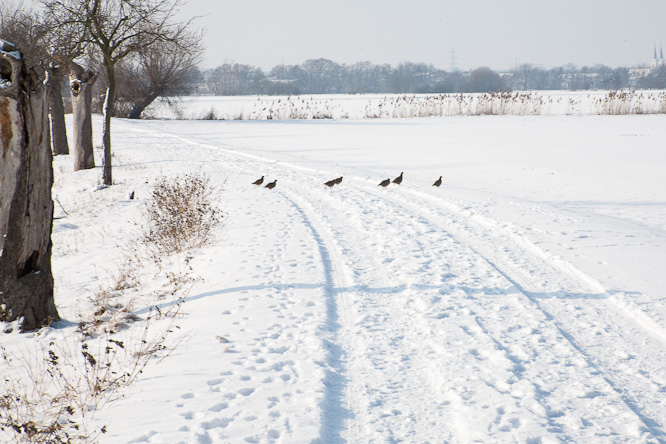 Fotografie aus der Serie &raquo;Local Nature Reserves&laquo;