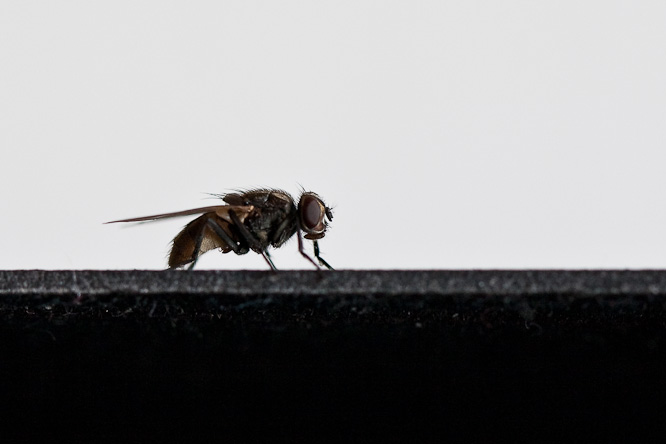 Fotografie aus der Serie &raquo;Local Impressions&laquo;