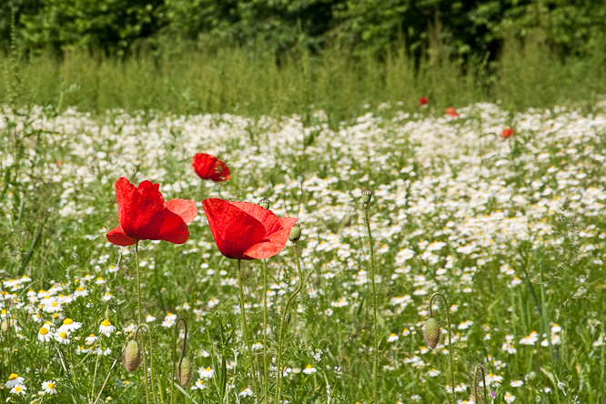 Fotografie aus der Serie &raquo;Local Impressions&laquo;