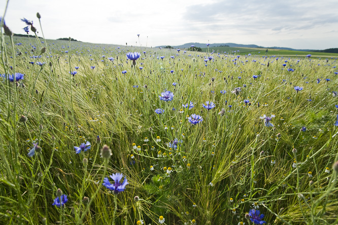 Fotografie aus der Serie &raquo;Local Impressions&laquo;