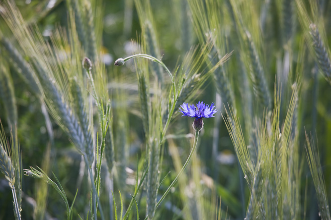 Fotografie aus der Serie &raquo;Local Impressions&laquo;