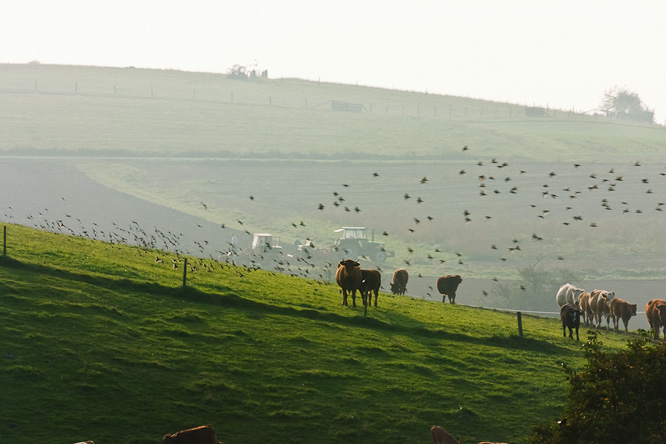 Fotografie aus der Serie &raquo;Local Impressions&laquo;