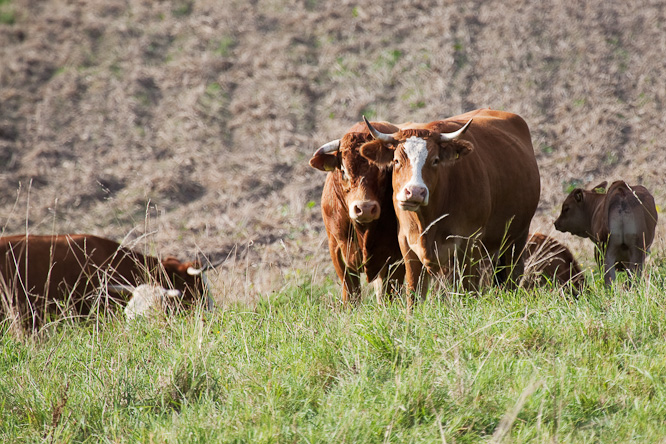 Fotografie aus der Serie &raquo;Local Impressions&laquo;