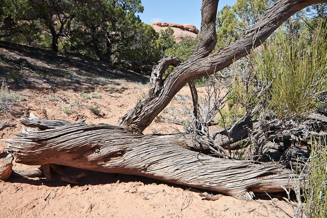 Fotografie aus der Serie &raquo;USA National Parks&laquo;