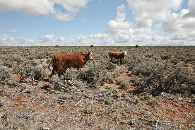 Fotografie aus der Serie &raquo;USA National Parks&laquo;