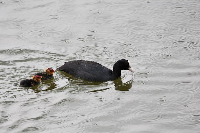 Fotografie aus der Serie &raquo;Birds&laquo;