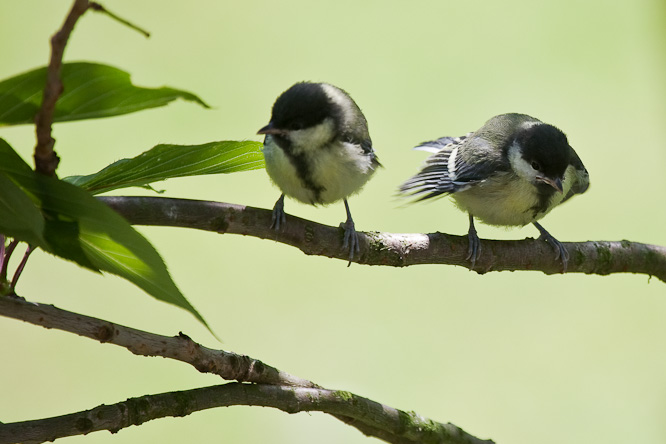Fotografie aus der Serie &raquo;Birds&laquo;