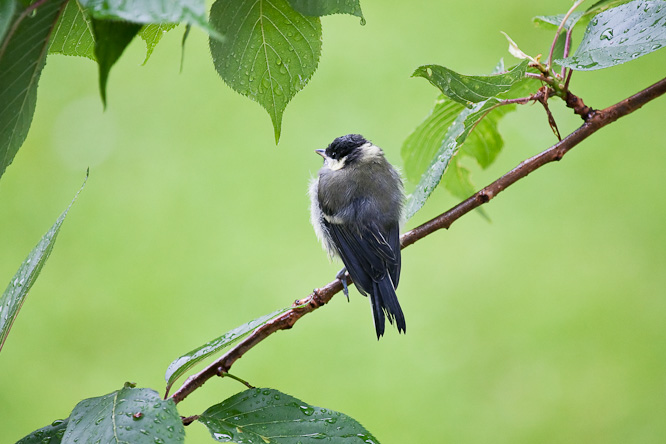 Fotografie aus der Serie &raquo;Birds&laquo;
