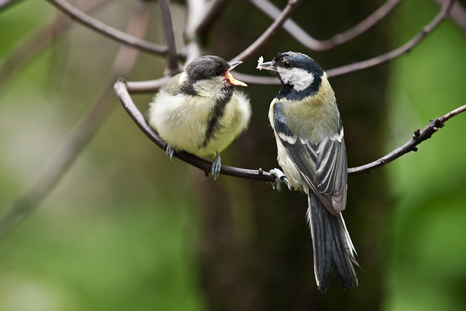 Fotografie aus der Serie &raquo;Birds&laquo;