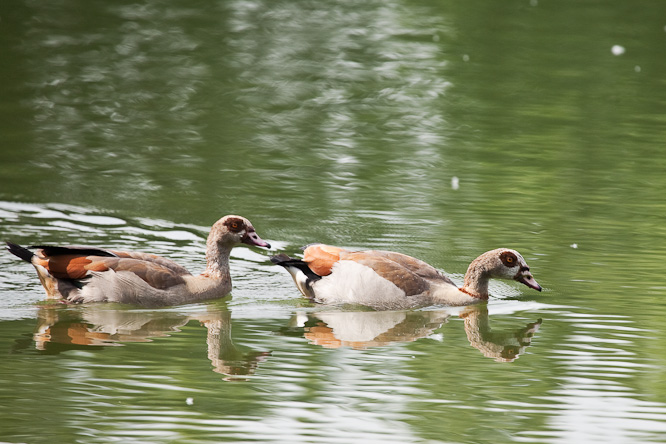 Fotografie aus der Serie &raquo;Birds&laquo;