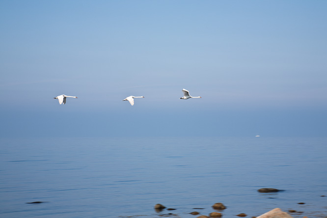 Fotografie aus der Serie &raquo;Birds&laquo;