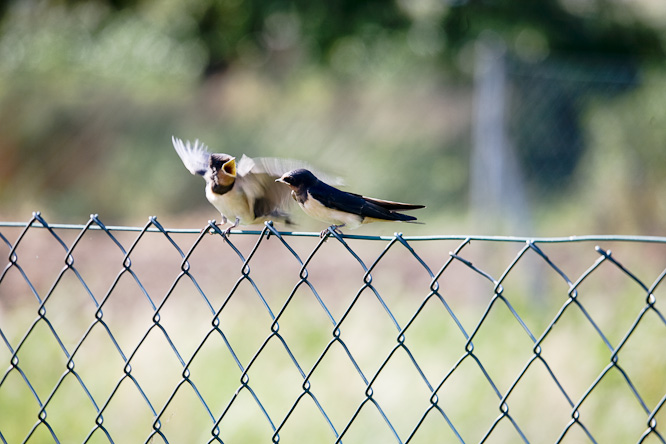 Fotografie aus der Serie &raquo;Birds&laquo;