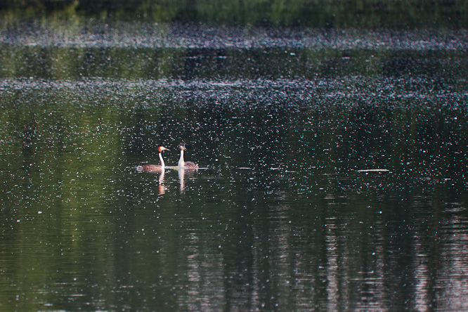 Fotografie aus der Serie &raquo;Birds&laquo;