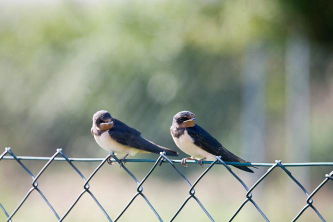 Fotografie aus der Serie &raquo;Birds&laquo;