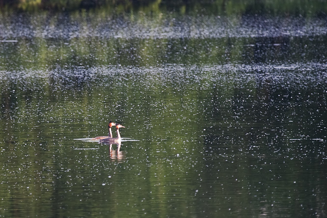 Fotografie aus der Serie &raquo;Birds&laquo;