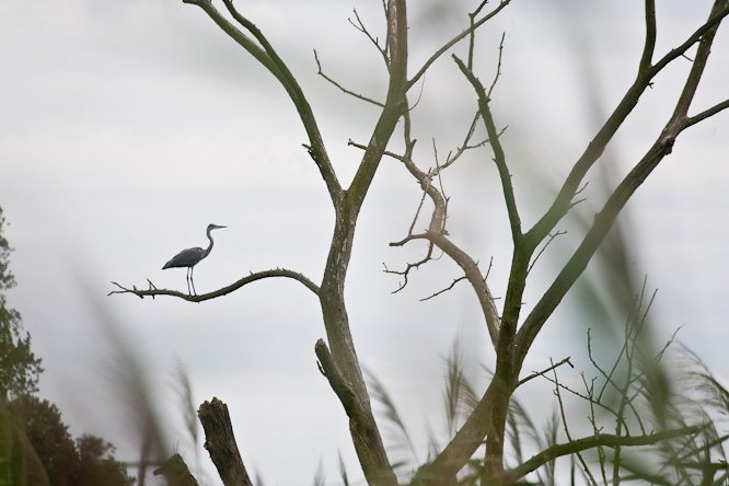 Fotografie aus der Serie &raquo;Birds&laquo;