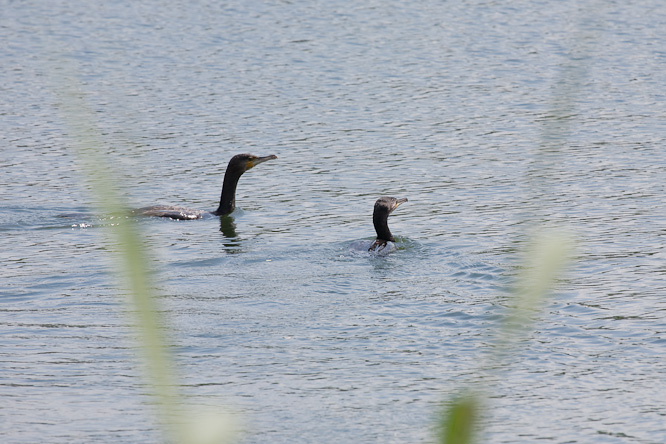 Fotografie aus der Serie &raquo;Birds&laquo;