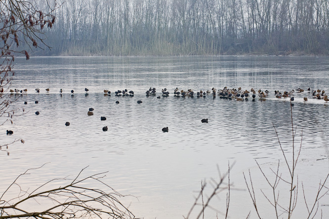 Fotografie aus der Serie &raquo;Birds&laquo;