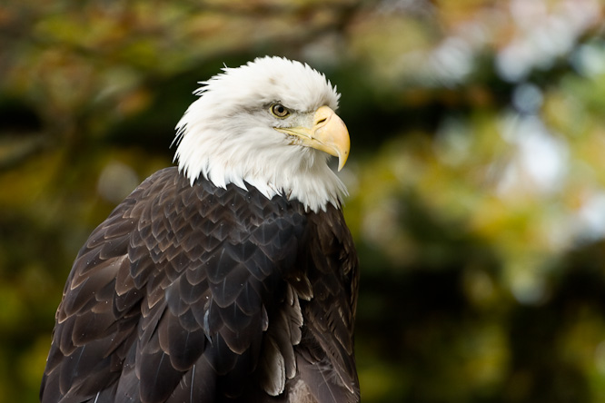 Fotografie aus der Serie &raquo;Birds&laquo;