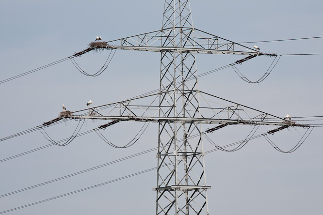 Fotografie aus der Serie &raquo;Birds&laquo;