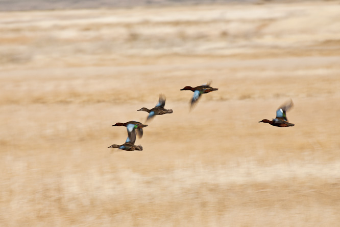 Fotografie aus der Serie &raquo;Birds&laquo;