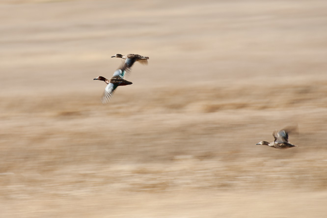 Fotografie aus der Serie &raquo;Birds&laquo;